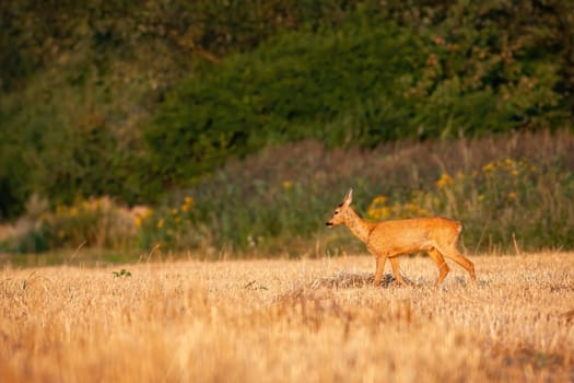 Undisturbed roe deer, capreolus capreolus, grazing through dry stubble in summer. Animal wildlife on pasture on harvested field in summertime with copy space.