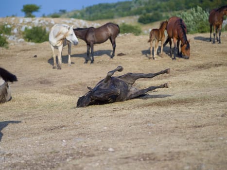 group of beautiful wild horses in nature