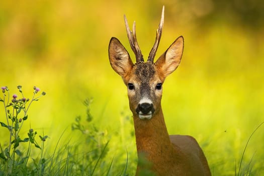 Curious roe deer, capreolus capreolus, looking into camera on a summer meadow with green grass. Horizontal portrait of a interested deer watching from tall vegetation with copy space. Animal wildlife.
