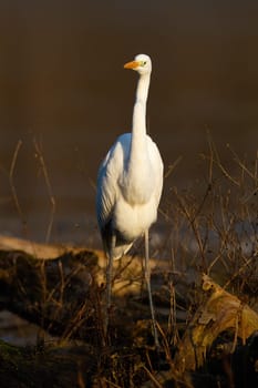 Great egret, ardea alba, walking on fallen tree in vertical shot. egret hunting river vertical. White long-necked bird looking on wood from front. Feathered animal standing on branch.