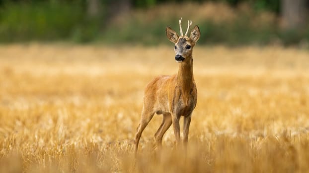 Young roe deer, capreolus capreolus, with small antlers on stubble in summer. Attentive male mammal observing the harvested field. Warm photo of roebuck in the countryside.