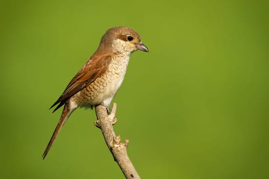 Red-backed shrike, lanius collurio, sitting on branch with copy space. Female brown bird looking on tree in green nature. Little winged animal resting on wood.