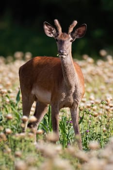 Young male of red deer, cervus elaphus, eating on poppy field in summer alone. Alert stag with small antlers chewing in vertical composition. Attentive mammal grazing and facing camera on sunny day on wild flower meadow.