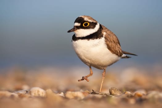Little ringed plover, charadrius dubius, walking on riverbank in spring. Small wading bird moving on gravel next to water. Brown and white winged animal approaching in blue nature.