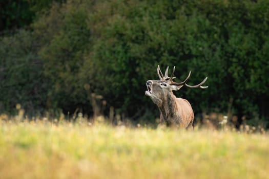 Young red deer, cervus elaphus, roaring on meadow in rutting season. Juvenile stag calling on field in autumn. Anltered mammal bellowing in green nature.