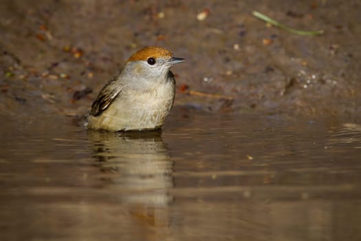 Female of eurasian blackcap, sylvia atricapilla, bathing in water in summer. Reflection of little brown bird washing in the water. Small creature sitting in the wetland in summertime.