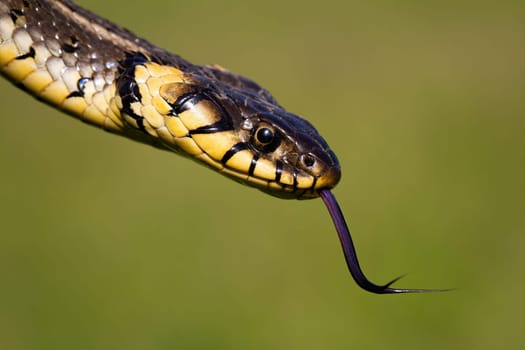 Dangerous looking grass snake, natrix natrix, flicking tongue on green blurred background. Head of wild reptile hissing on a sunny summer day in nature.
