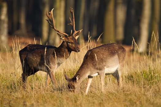 Couple of fallow deer, dama dama, grazing in forest in rutting season. Stag and hind standing on dry grass in autumn. Male wild animal watching eating female in woodland.