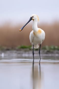 Eurasian spoonbill, platalea leucorodia, standing in wetland in vertical shot. White bird with flat beak observing in water. Feathered animal looking in marsh.