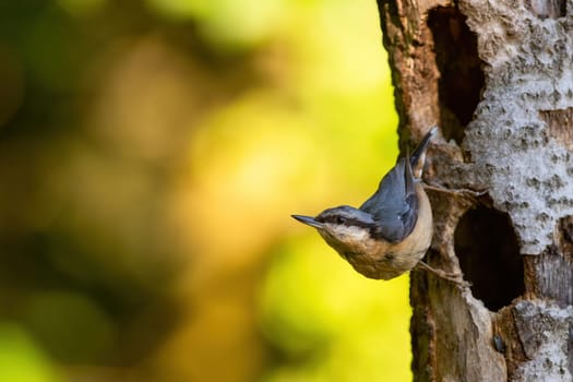 Eurasian nuthatch, sitta europaea, climbing on tree with copy space. Little blue bird looking from hole with space for text. Small winged animal watching on wood in summer.