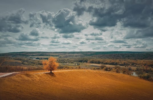 Picturesque autumnal landscape with beautiful yellow shades and a lone tree near the road across a  field. Forestand and vineyards on the horizon. Idyllic rural nature scene. Countryside fall season