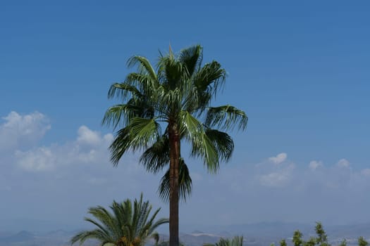 Palme unter einem blauen Himmel in Màlaga Spanien.Palm tree under a blue sky in Malaga Spain