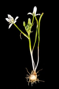 Complete milk star plant with bulb, leaves and flower isolated on black