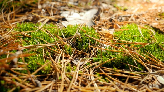 Macro image of green moss and pine tree needles in forest. Natural background.