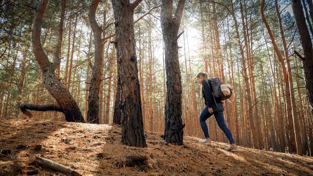 Young female tourist walking up the hill in pine forest.