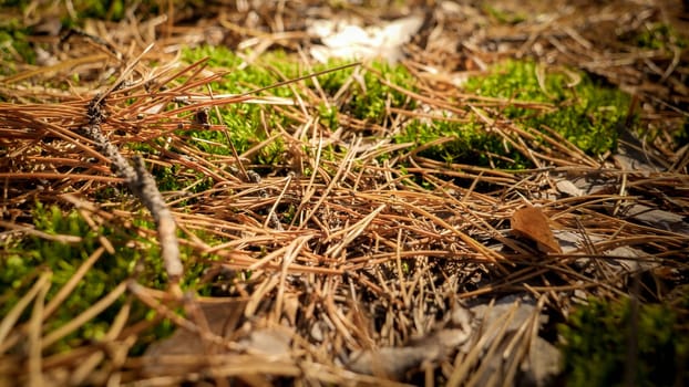 Closeup image of dry pine tree needles and moss lying on ground in forest.