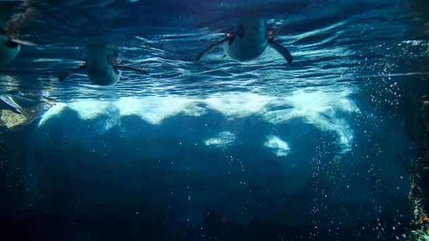 Underwaer image of floating iceberg and wimming penguins in zoo.