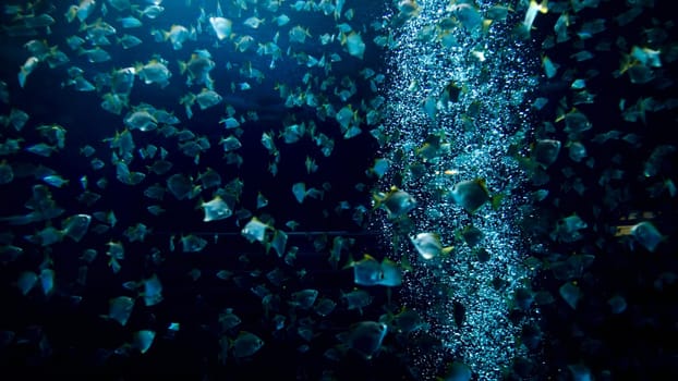 Underwater image of air bubbles floating in the aquarium with big school of fishes.