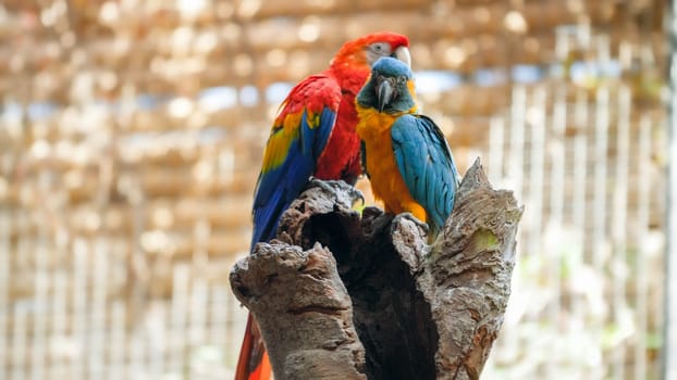 Two beautiful macaw parrots sitting on the tree top in zoo cage.