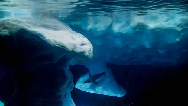 Underwater iamge of penguin swimming under water and hunting for fishes.