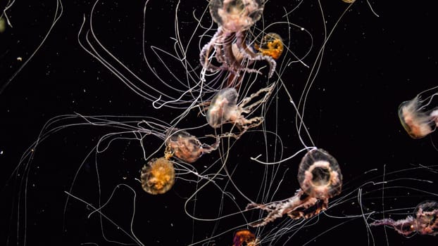 Underwater image of jellyfishes with long poisonous tentacles swimming in ocean.