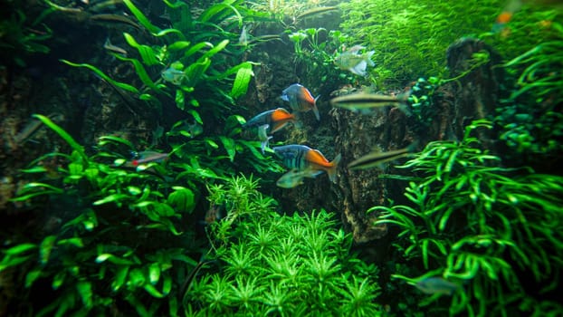Beautiful underwater image of colorful fishes swimming in the river clear water.
