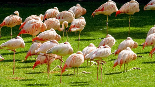 Pink flamingo birds standing on the grass at park.