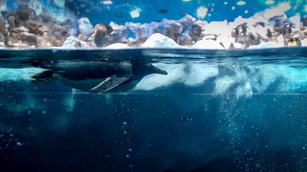Underwater photo of penguin swimming in cold sea water at big iceberg.