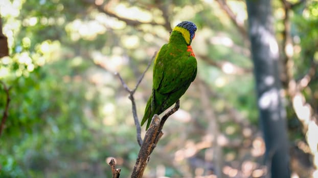 Closeup photo of lorikeet parrot sitting on the tree branch at the zoo.