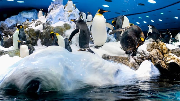 Beautiful penguins living on iceberg in zoo. Loro parque, Tenerife, Spain.