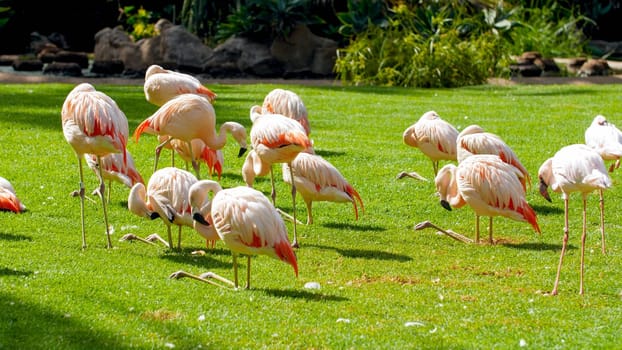 Big herd of pink flamingos on the field with fresh green grass.
