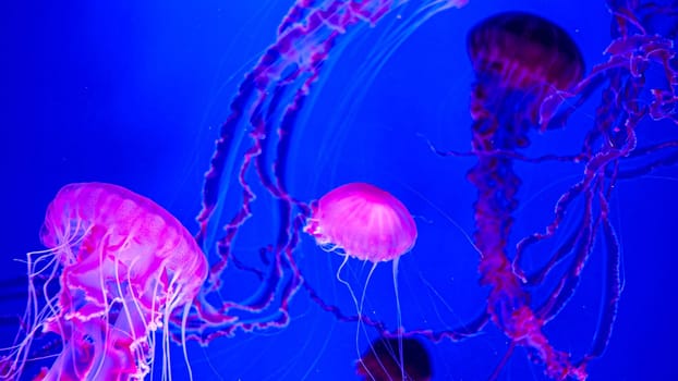 Abstract underwater image of colorful fluorescent pink and purple jellyfishes swimming in aquarium.