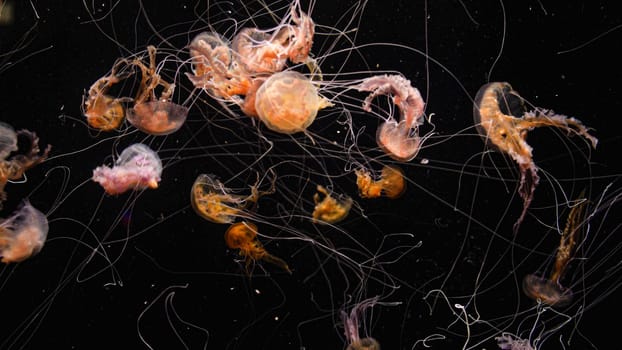 View of beatiful jellyfishes with long tentacles swimming in aquarium.