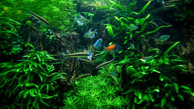 Underwater photo of weeds, algae and colorful fishes swimming in the lake with clear water.