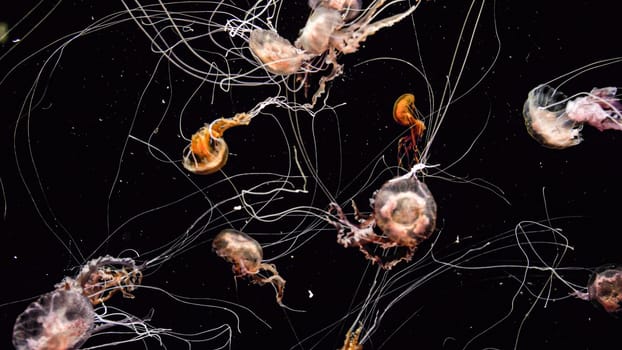 Colorful poisonous jellyfishes with toxic tentacles over black backgrund.