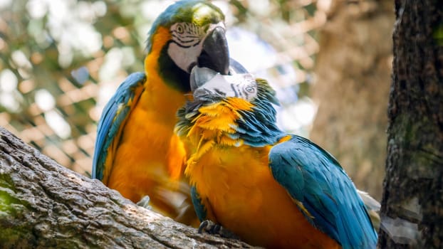 Couple or family family of colorful macaw parrots kissing or feeding each other in the zoo aviary.