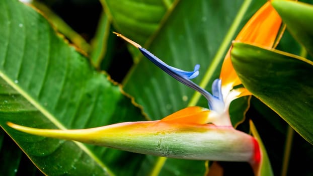 Closeup image of exotic tropical paradise bird flower growing in jungle forest.