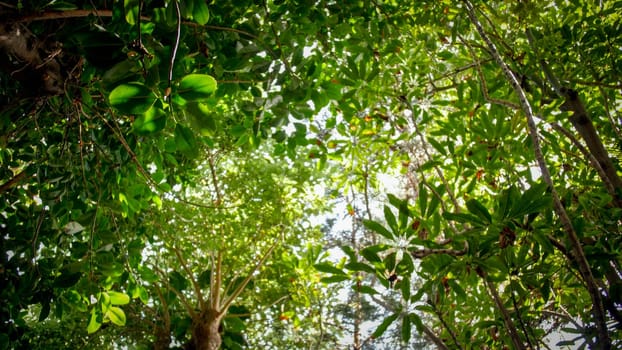 View from the ground on tree tops at tropical jungle rainforest.