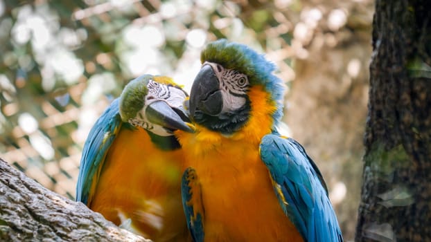 Closeup photo of macaw parrots couple cleaning each others feathers in the zoo.