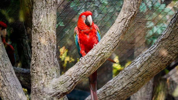 Beautiful red colorful macaw parrot sitting on the tree branch in zoo aviary.