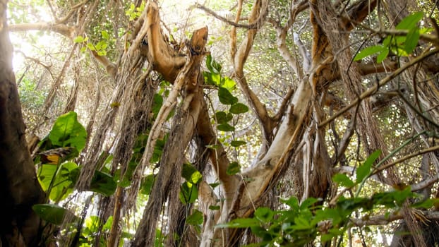 Beautiful view on the tree top overgrown with vines and creepers in tropical jungle forest.