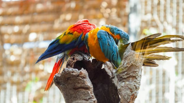 Couple of two colorful macaw parrot cleaning their feathers.
