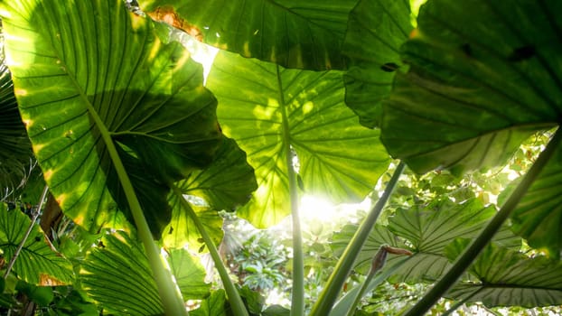 Beautiful view through the dence foliage and big leaves in tropical jungle forest on bright sun.