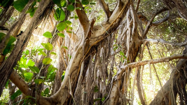 Landscape of tropical jungle forest with high trees and long creepers.