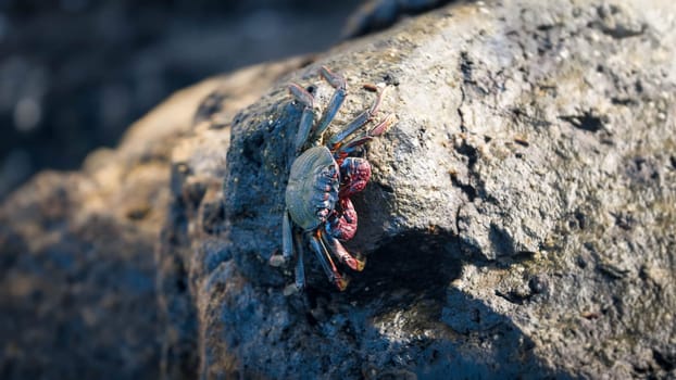 Closeup photo of big crab sitting on the rocks at ocean shore.