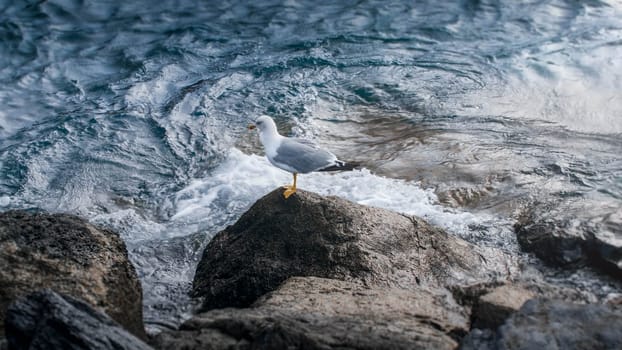 Lonely seagull sitting on the cliff in stormy ocean water.