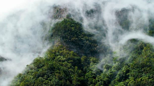 Dense fog covering and flying over tree tops in jungle forest growing on mountain.
