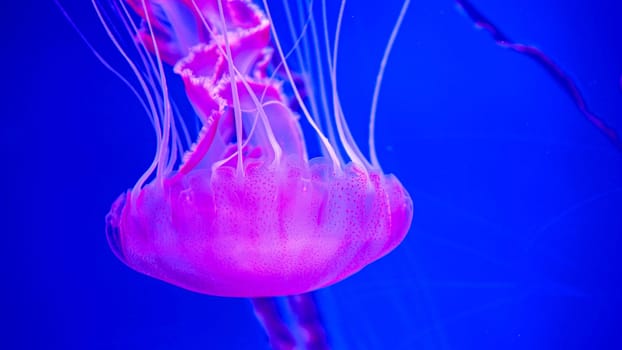Closeup underwater image of fluorescent pink jellyfish swimming in aquarium.