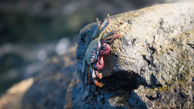 Closeup image of crab warming under sun rays on the cliff at sea shore.
