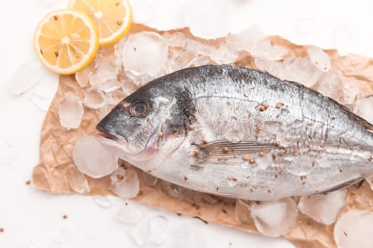 Raw dorada fish or gilt-head bream on ice with lemon and salt over white background, flat lay, top view.